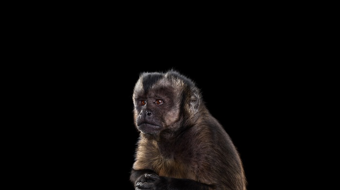 simple background, monkeys, mammals, photography