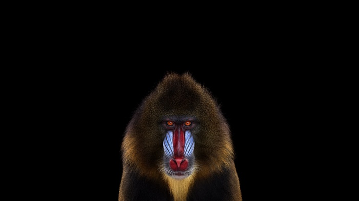 Mandrill, mammals, simple background, monkeys, photography