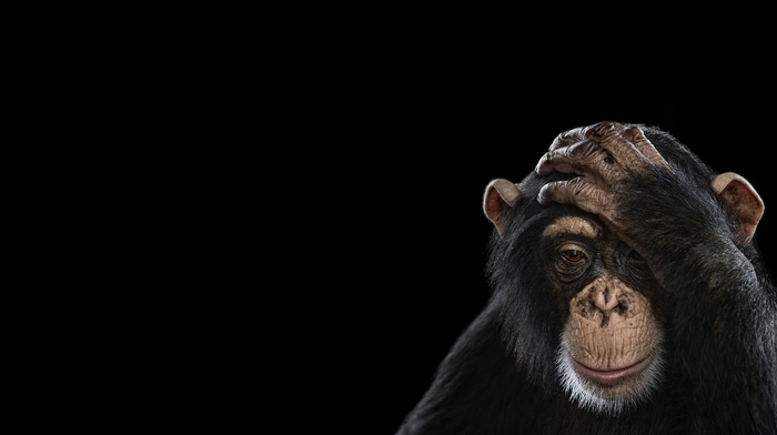 photography, monkeys, simple background, chimpanzees, mammals