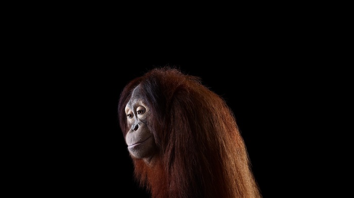 simple background, mammals, photography, orangutans, monkeys