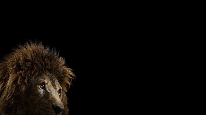 lion, mammals, cat, photography, big cats, simple background