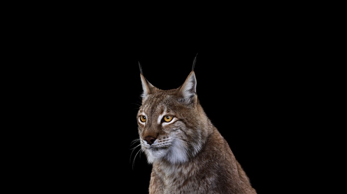 simple background, mammals, photography, lynx, cat