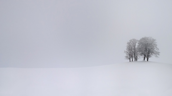 hill, winter, trees, branch, simple, snow, overcast, landscape, nature, white, monochrome