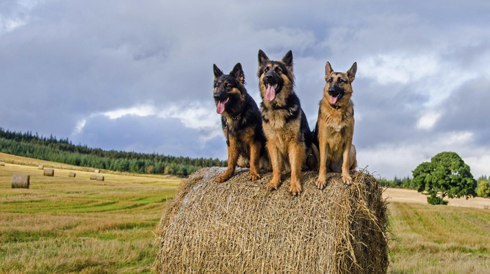 German Shepherd, animals, straw, nature, dog, field