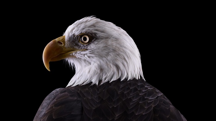 photography, animals, bald eagle, nature, birds, eagle, simple background