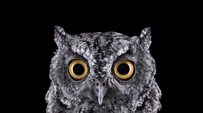 black background, eyes, simple background, macro, selective coloring, photography, owl, animals, birds, nature