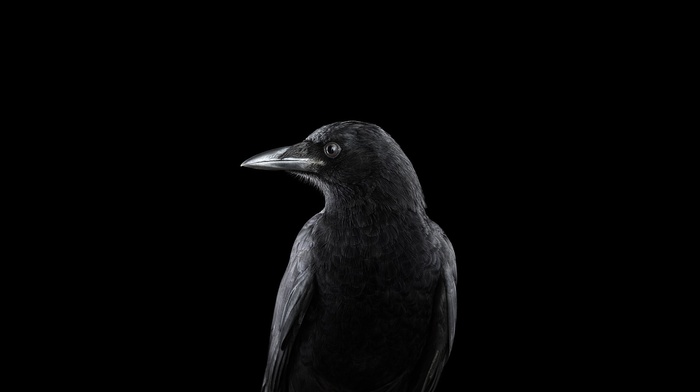 birds, animals, photography, simple background, nature, raven