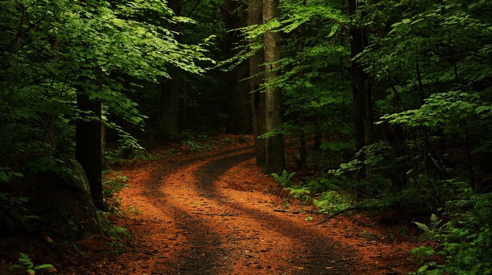 dirt road, branch, path, trees, nature, ferns, moss, forest, rock, plants, leaves, road