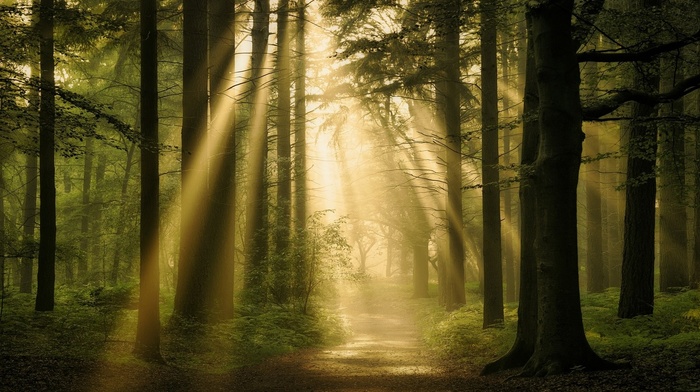 nature, mist, path, forest, landscape, trees, atmosphere, sun rays
