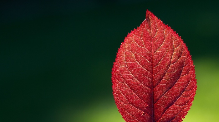 nature, leaves, macro, red