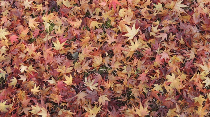 leaves, ground, maple leaves, fall, nature