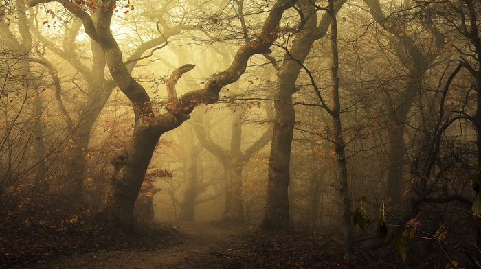 path, nature, landscape, mist, fall, forest, trees, leaves, sunlight, morning