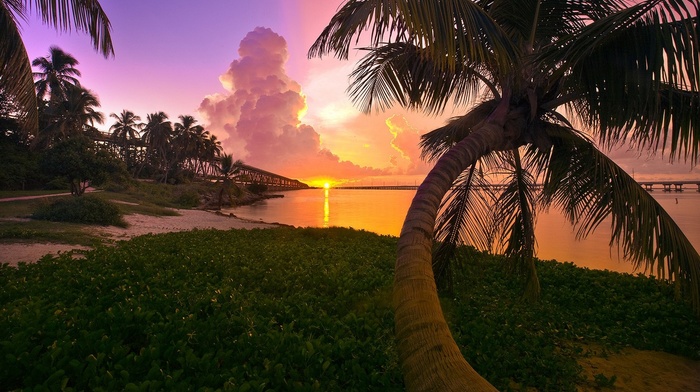 sky, sea, nature, sunset, clouds, Florida, beach, palm trees, landscape