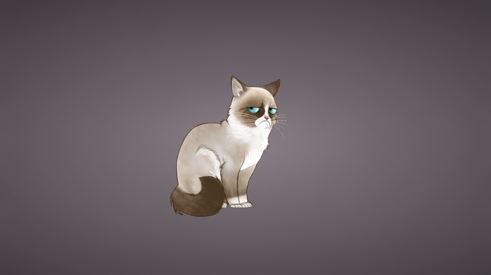cat, minimalism, Grumpy Cat