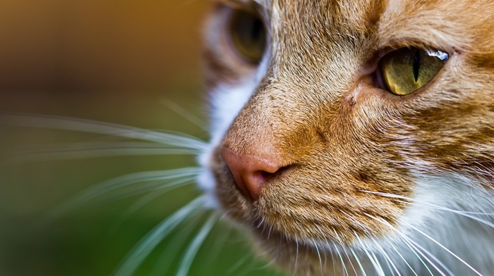 depth of field, macro, cat, animals