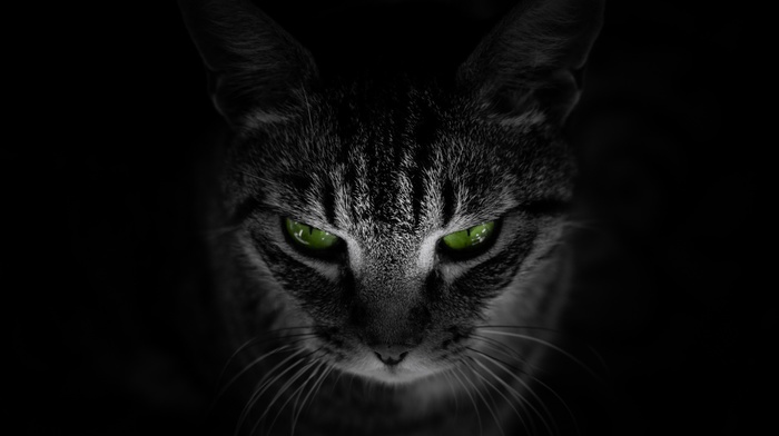 green eyes, animals, black background, cat