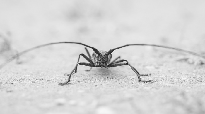 insect, monochrome, macro