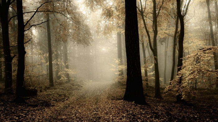 mist, path, morning, nature, dark, forest, leaves, fall, atmosphere, landscape, trees
