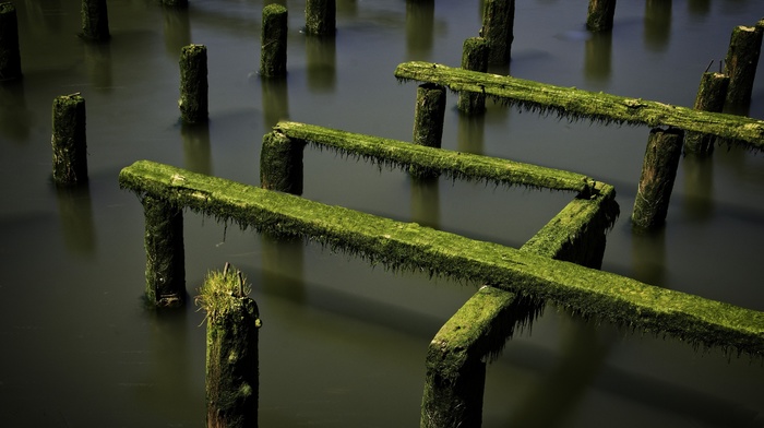 moss, photography