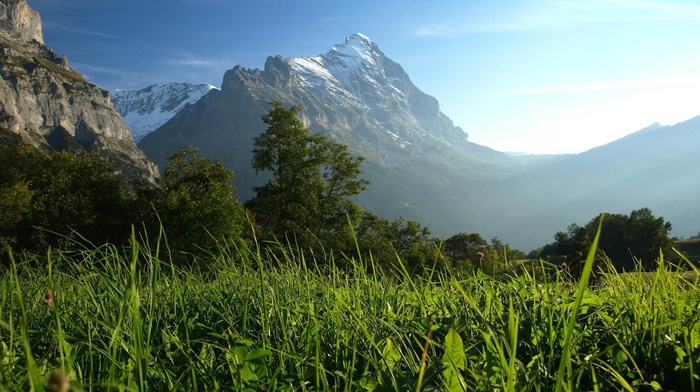 landscape, snowy peak, grass, trees, nature, mountain