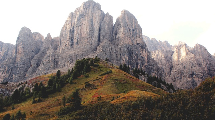 trees, mountain, hill, nature