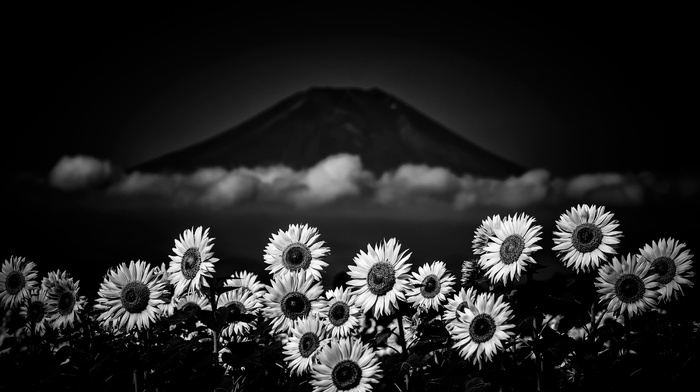 nature, monochrome, Mount Fuji, flowers, Japan