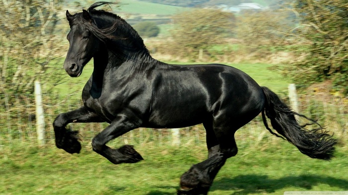 horse, running, animals, black