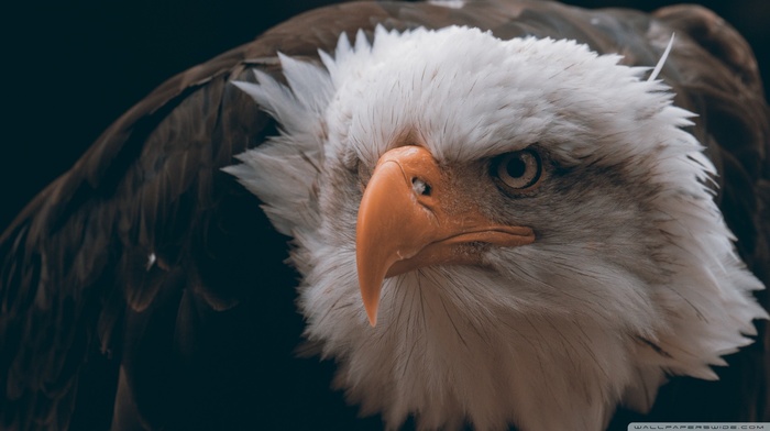 feathers, freedom, bald eagle, birds, eagle, animals, closeup