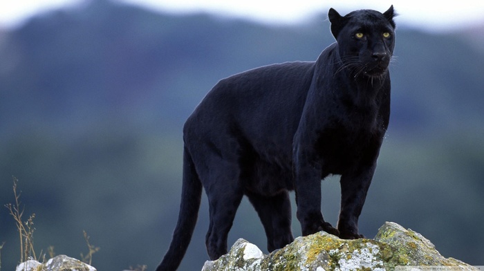 Black Panther, big cats, nature, animals, panthers