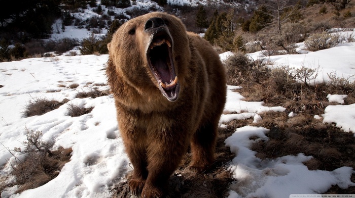 snow, bears, animals, open mouth, teeth, nature, roar