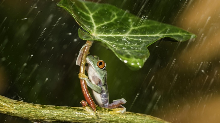 leaves, rain, water drops, frog, nature, water, HDR, amphibian, plants, macro, animals