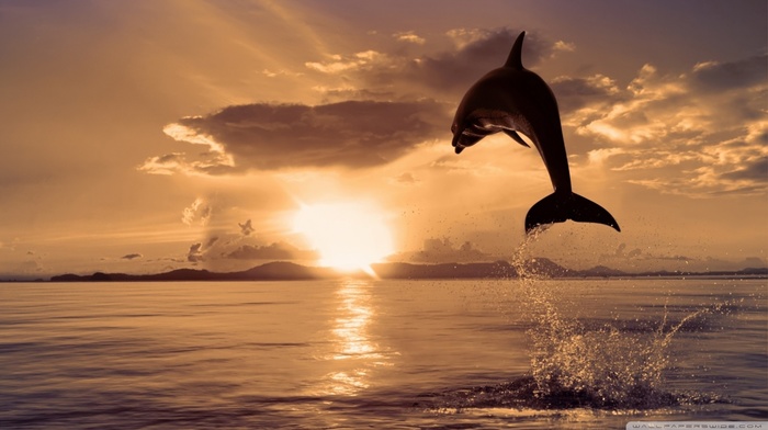 jumping, nature, splashes, sea, sunset, animals, dolphin