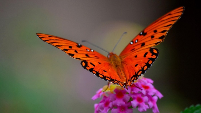 butterfly, nature, macro, flowers