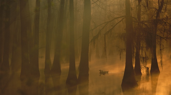 silhouette, duck, mist, water, lake, reflection, moss, forest, nature, birds, trees, leaves, morning