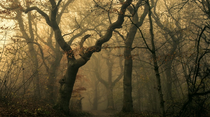 nature, mist, forest, landscape, dark, trees, path, fall, sunrise, leaves