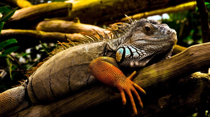 nature, animals, iguana