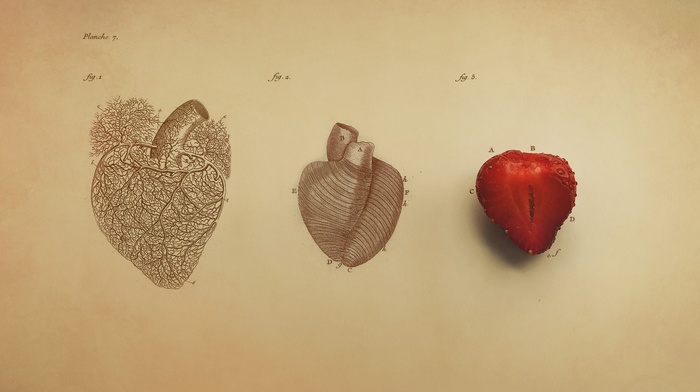 digital art, hearts, simple background, fruit, strawberries, biology, vintage, minimalism, text, Organs, veins, simple, medicine, drawing