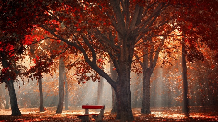 sun rays, mist, leaves, nature, bench, trees, fall, landscape, park, morning, red