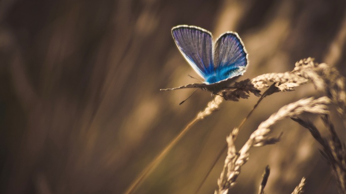 macro, animals, insect, butterfly, wheat, nature