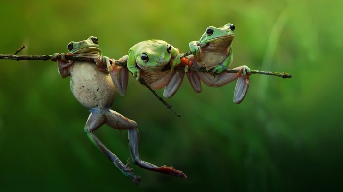 amphibian, green, frog