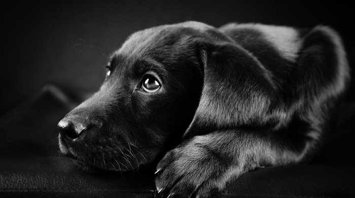 face, animals, black, Labrador Retriever, black background, closeup, dog, puppies