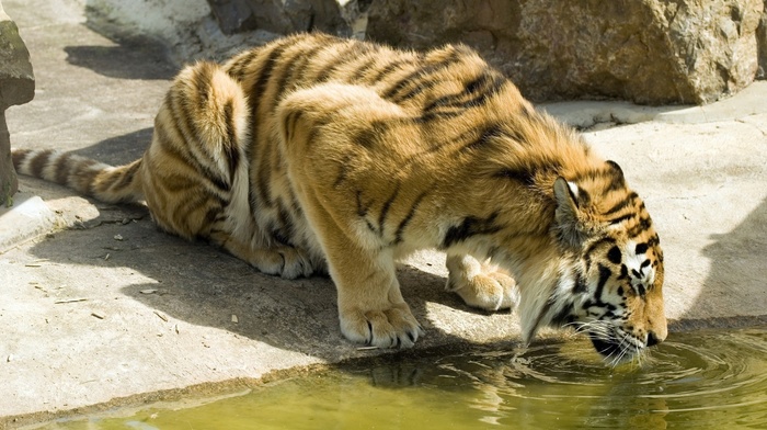 feline, big cats, water, animals, tiger, nature