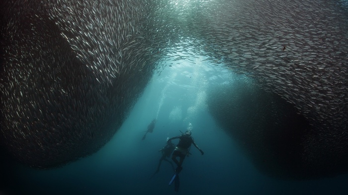 underwater, divers, shoal of fish, fish