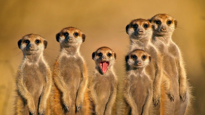 nature, meerkats, open mouth, face, family, animals