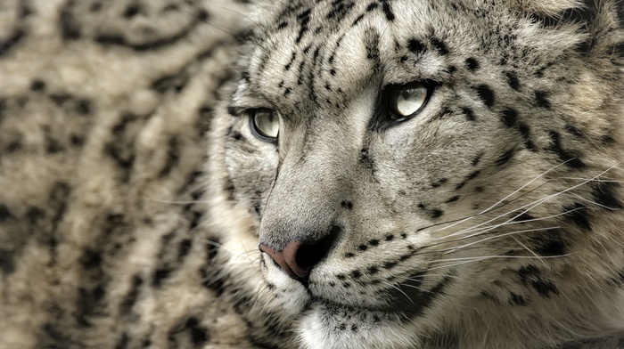 snow leopards, leopard