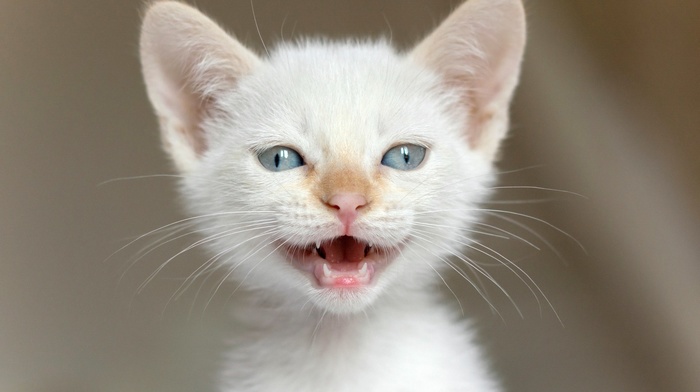 kittens, open mouth, blue eyes, feline, closeup, cat, baby animals, animals, nature