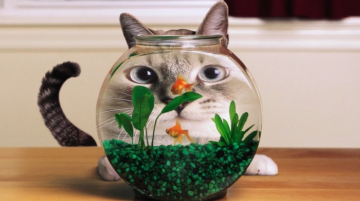 goldfish, cat, distortion, aquarium, humor