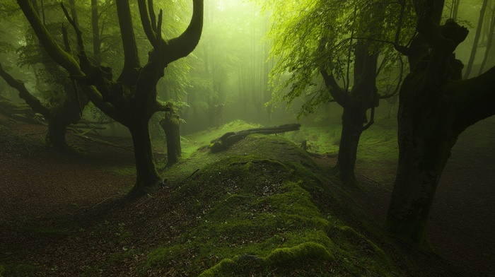 moss, landscape, sunlight, atmosphere, green, nature, forest, mist, Spain, trees, path, Europe