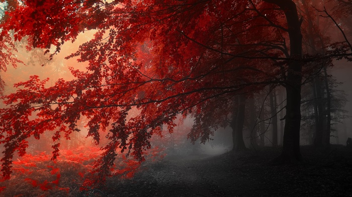 forest