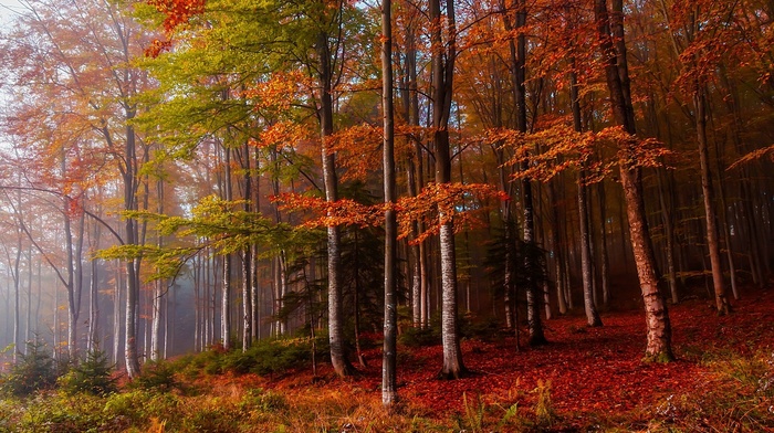 nature, trees, forest, ferns, leaves, colorful, fall, landscape, mist